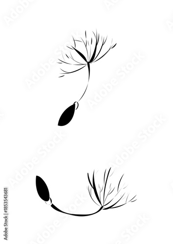 Samen einer Pusteblume