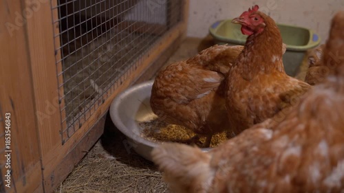 Lohmann Brown chickens walk in the chicken coop and eat food from the feeder
