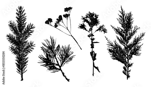 Collection of detailed black botanical silhouettes including spruce pine juniper branches and dried wildflower stems isolated on white perfect for Christmas winter design, forest logo, rustic wedding