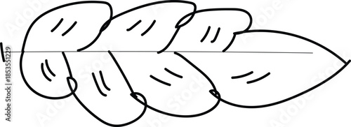 Anatomical illustration of human teeth and dental structure