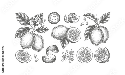 Lemons set citrus fruits with leaves flowers and peels hand drawn design