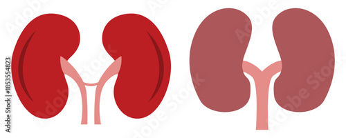  Human Kidney Vector Icons Set — Outline, Filled, Stroke Styles on Transparent Background
