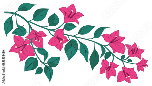 Vibrant Pink Bougainvillea Flowers with Green Leaves on Branch Illustration