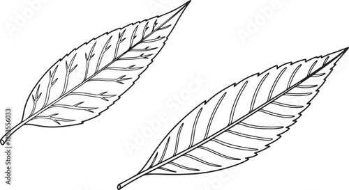 Two detailed line art illustrations of elongated leaves with veins leaf nature