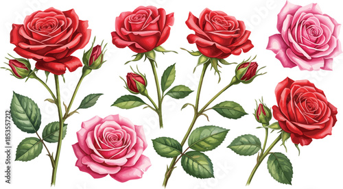 Set of beautiful red and pink rose flowers with green leaves and stems isolated on white background for a seamless floral pattern celebrating love, nature, and valentine romance