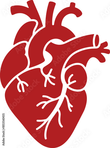 Stylized red human heart illustration with white internal details anatomy organ
