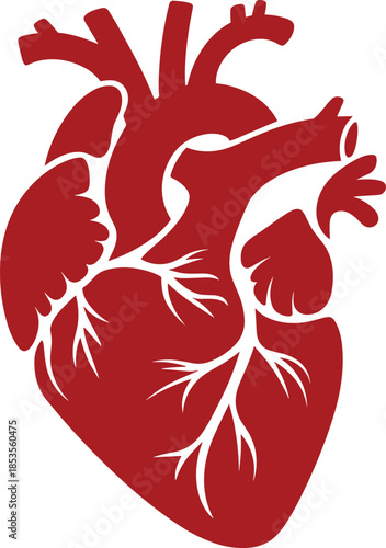 Stylized red human heart illustration with white internal details anatomy organ