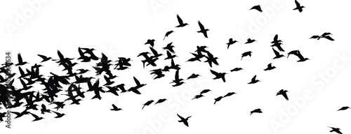 Black silhouette of a large flock of birds flying in the sky, bird migration group on white background, nature vector