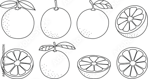 Citrus fruit line drawing, orange sketch, botanical illustration, black and white citrus, sliced orange, whole fruit, leaves, stippling texture