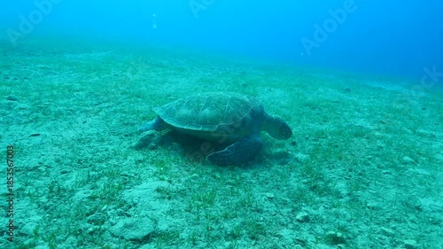 turtle swimming  underwater. green sea turtle (Chelonia mydas) swimming and feeding ocean grass scenery  with animal eating