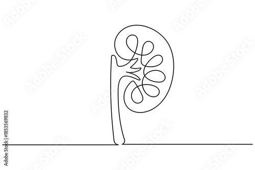 one line art of kidney of the renal system for medical and healthcare design