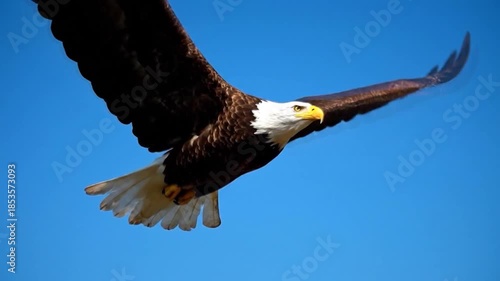 Majestic Bald Eagle Soaring High in the Clear Blue Sky.