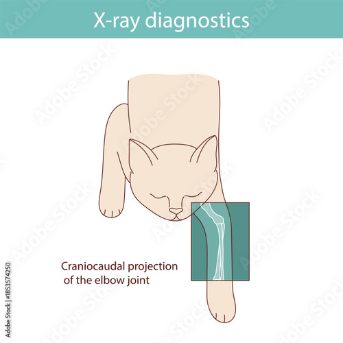 Conducting X-ray diagnostics on cats. Vector medical illustration.