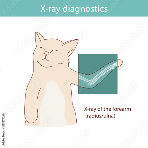 Conducting X-ray diagnostics on cats. Vector medical illustration.