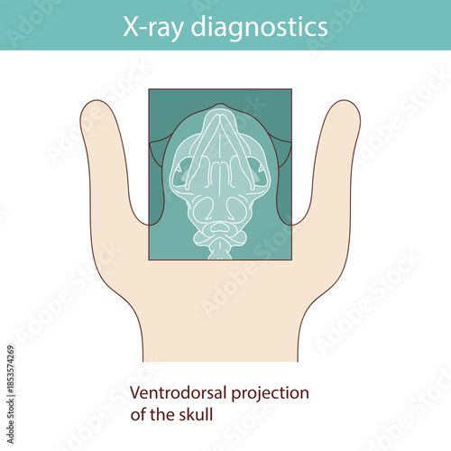 Conducting X-ray diagnostics on cats. Vector medical illustration.