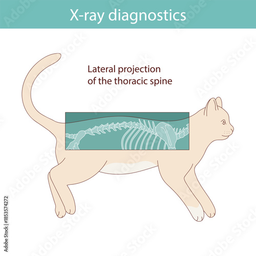 Conducting X-ray diagnostics on cats. Vector medical illustration.