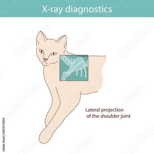 Conducting X-ray diagnostics on cats. Vector medical illustration.