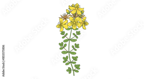 A detailed illustration of a St. John's Wort plant with vibrant yellow flowers and green leaves on a plain white background.