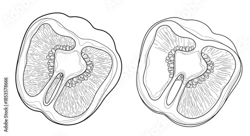 Detailed black and white engraving style illustration of two cross sections of a fresh bell pepper showing seeds.