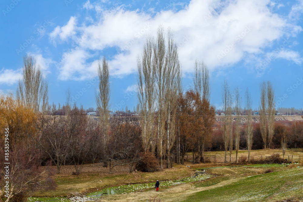 Obraz premium Field of trees with a person walking through it