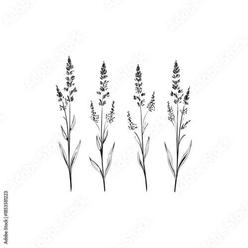 Hoary Vervain icon line art wildflower