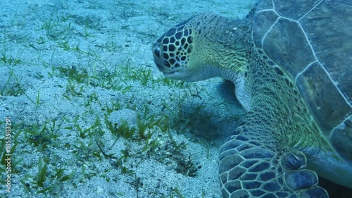 turtle swimming  underwater. green sea turtle (Chelonia mydas) swimming and feeding ocean grass scenery  with animal eating