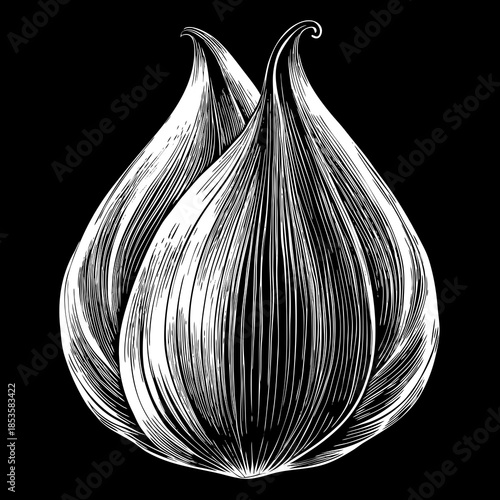 Intricate Black and White Illustration of Two Garlic Bulbs intricate black and white illustration