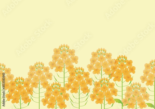Spring landscape illustration with blooming rapeseed flowers. Yellow floral background frame with copy space.