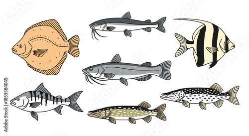 Diverse collection of freshwater and saltwater fish including catfish, flounder, pike, and angelfish, illustrated in a clear line art style.