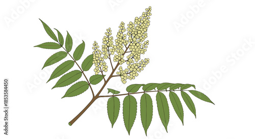 Botanical illustration of a Staghorn Sumac branch, featuring its characteristic compound leaves and a cluster of small, pale flowers.