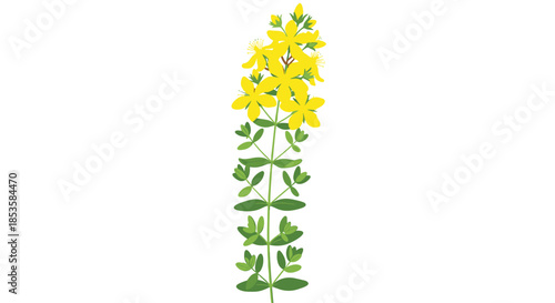 Simple and clear illustration of a St. John's Wort plant with its bright yellow flowers and green leaves on a single stem.