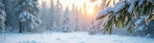 Snowy pine trees in a forest with the sun shining through the snow