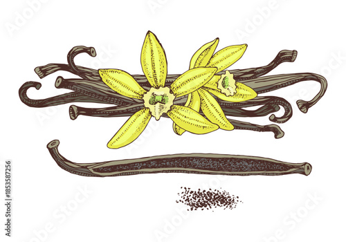 Vanilla hand drawn vector plant