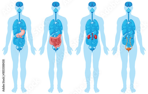 Human Body Organ Systems Medical Vector Illustration Set