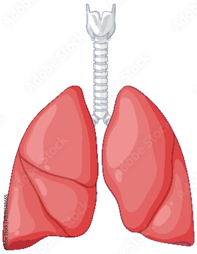 Human Lungs and Trachea Vector Medical Illustration