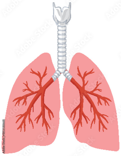 Human Lungs and Trachea Anatomical Vector Illustration