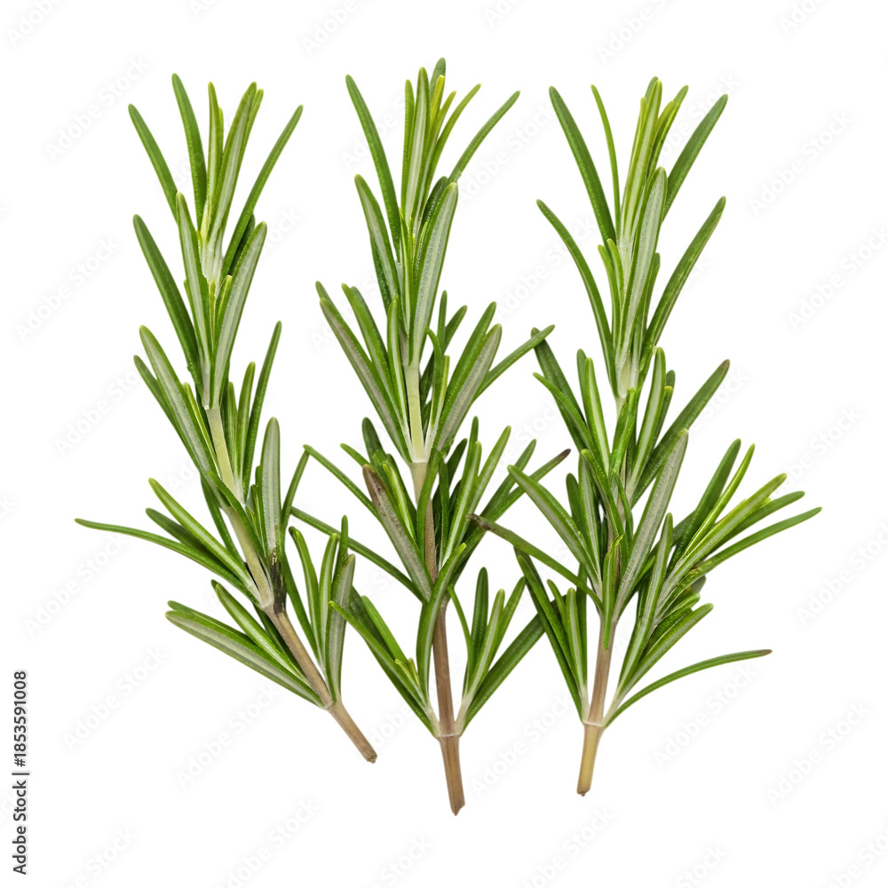 Fototapeta premium Green rosemary herbs isolated on transparent background