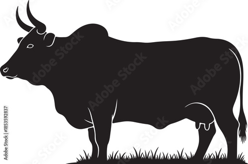 Black silhouette of a zebu cow standing in grass cattle