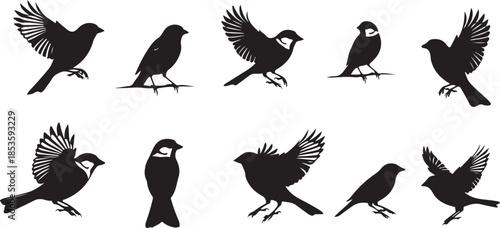 Silhouettes of sparrows in flight and perched birds