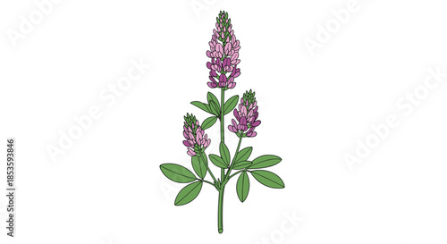 Simple and elegant illustration of a purple lupine flower stalk, showcasing its tall spire of blooms and distinctive palmate leaves.