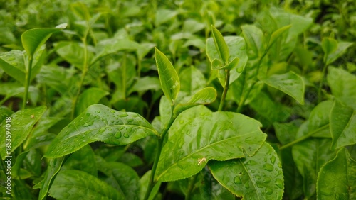 Fresh green tea leaves with water droplets, growing in a lush plantation, symbolizing nature, freshness, and sustainable agriculture.
