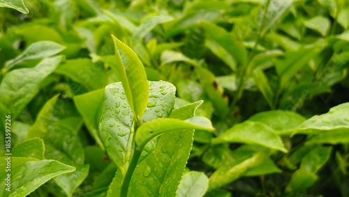 Fresh green tea leaves with water droplets, growing in a lush plantation, symbolizing nature, freshness, and sustainable agriculture.