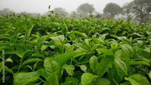 Fresh green tea leaves with water droplets, growing in a lush plantation, symbolizing nature, freshness, and sustainable agriculture.