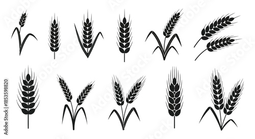 A collection of various wheat stalks depicted in a striking black and white silhouette