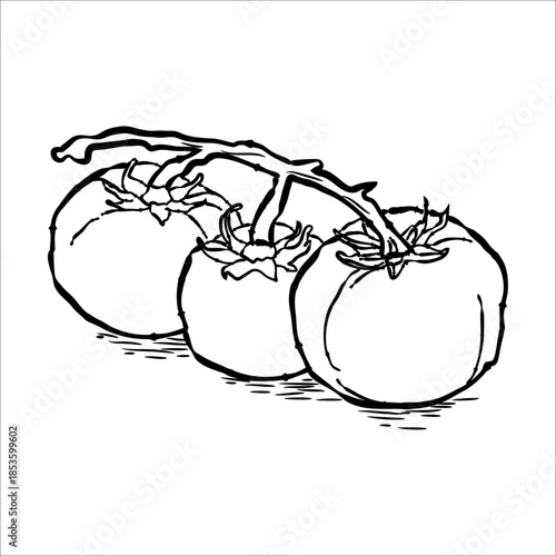 Hand-Drawn Outline of Three Tomatoes on a Vine
