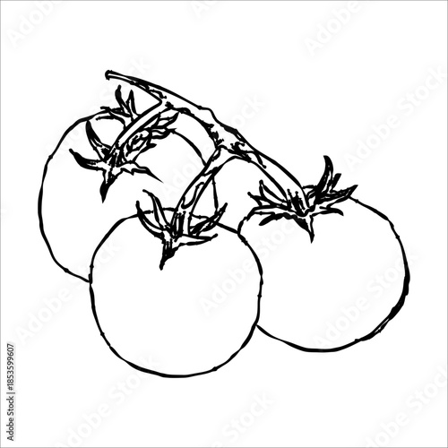Hand-Drawn Outline of Three Tomatoes on a Vine