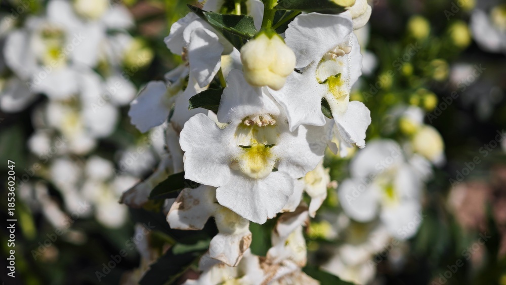 Fototapeta premium Angelonia Angustifolia flowers or summer snapdragon flowers