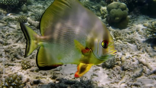 Silver tropical fish swimming near coral reef floor