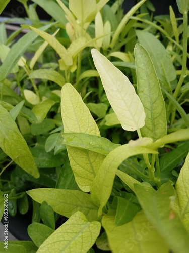 Water Spinach Plant with Green Leaves