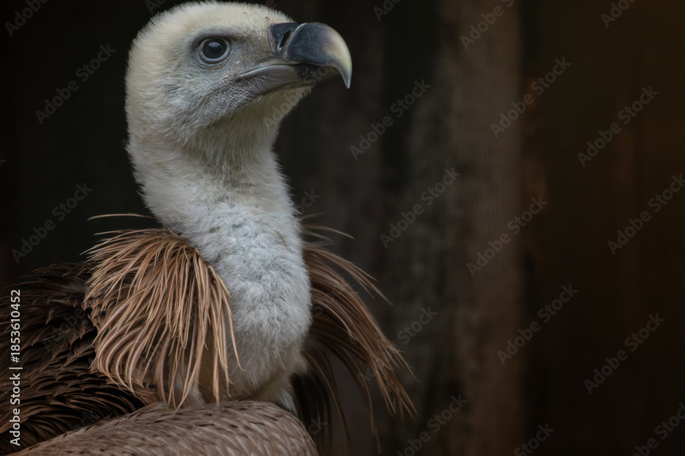 Fototapeta premium Simple Portrait of Griffon vulture, Gyps fulvus